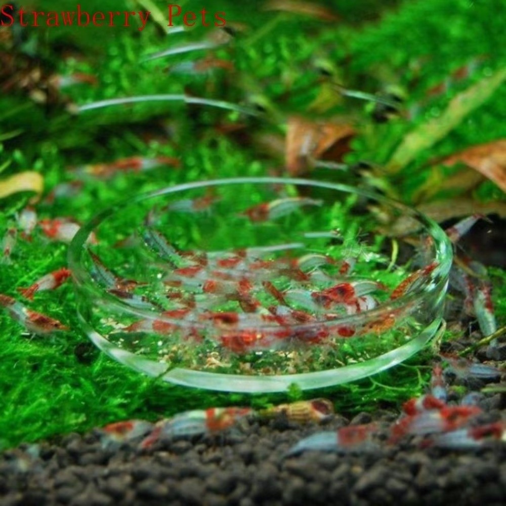 Glass Aquarium Feeding Bowl Du - Baby Food Shrimp บทวิจารณ์และราคา